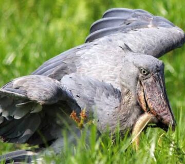 Five Places in Uganda Where Shoebills Actually Show Up