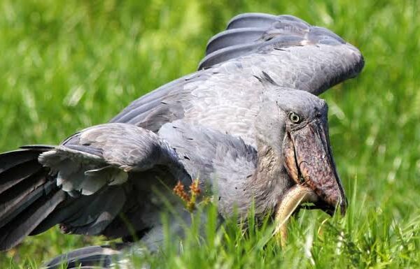 Five Places in Uganda Where Shoebills Actually Show Up