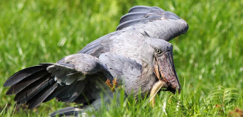 Five Places in Uganda Where Shoebills Actually Show Up