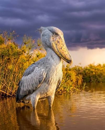 Shoebill watching fish in tranquil Ugandan wetland during early morning light peacefully.