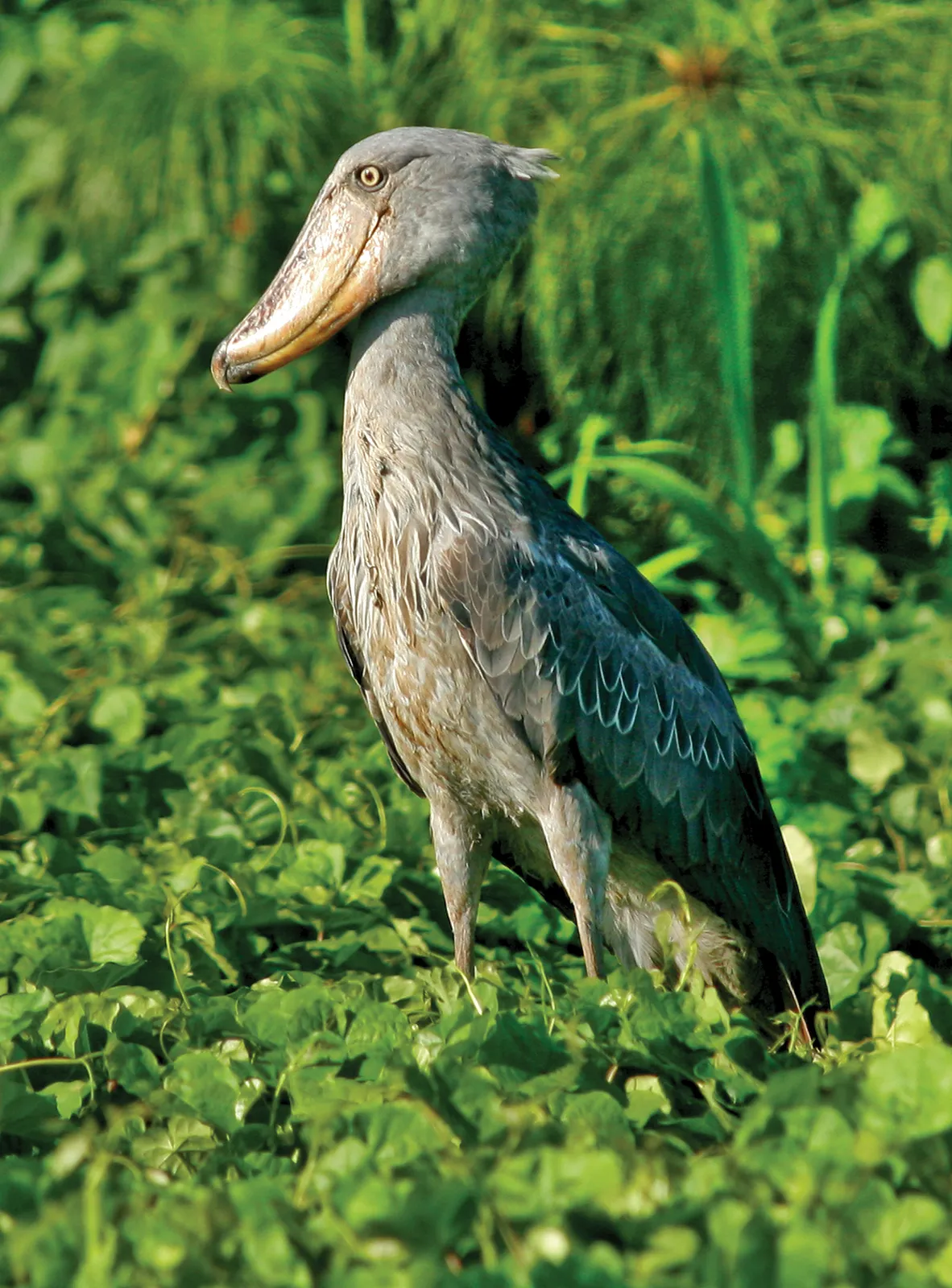 Adult shoebill standing beside growing chick in peaceful African wetland habitat.