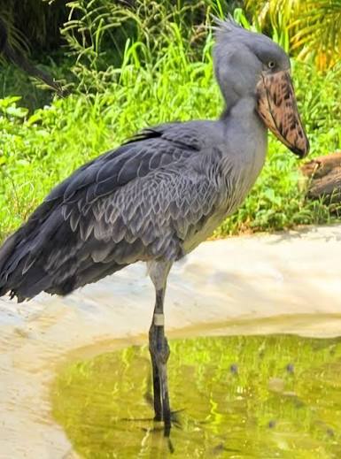 Shoebill stork standing motionless in Mabamba Swamp papyrus during golden morning light.