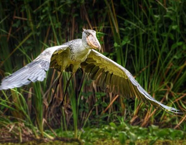 How the Shoebill Got Its Name And Its Reputation