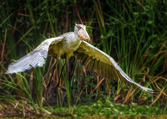 How the Shoebill Got Its Name And Its Reputation