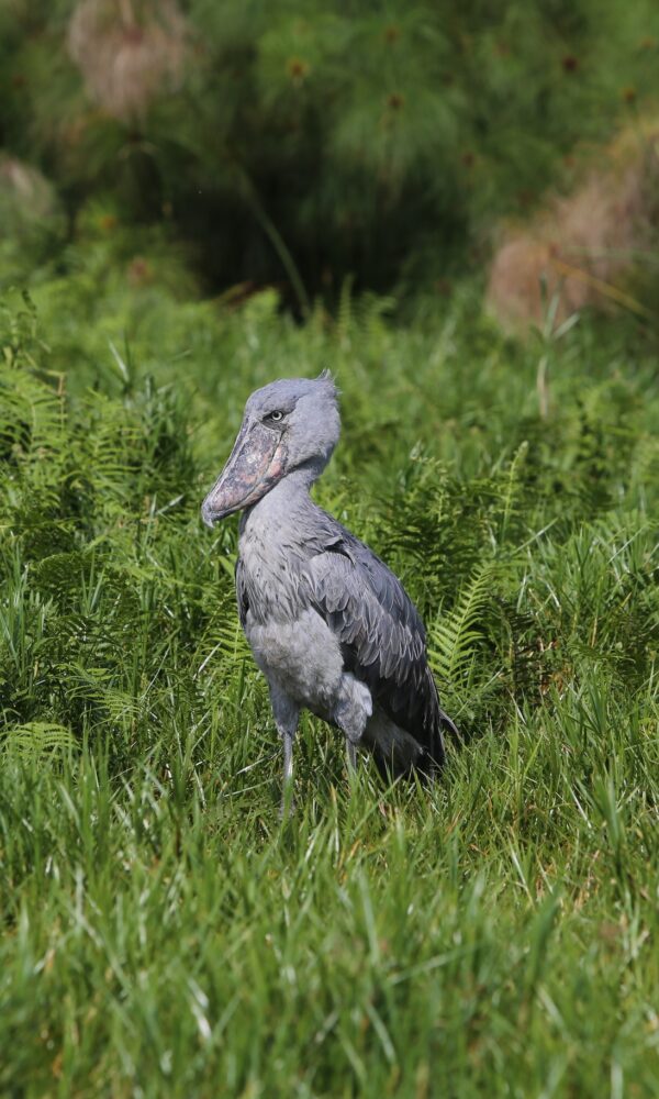 Poaching Wetlands and the Fight for the Shoebill's Future