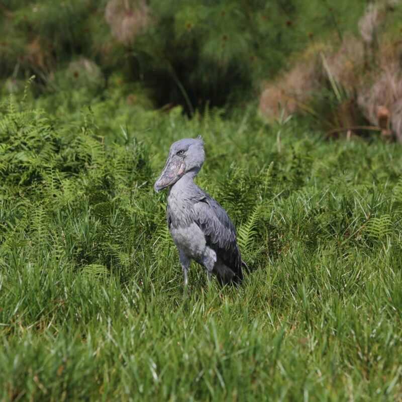 keeeping-shoebills-alive Poaching Wetlands and the Fight for the Shoebill's Future
