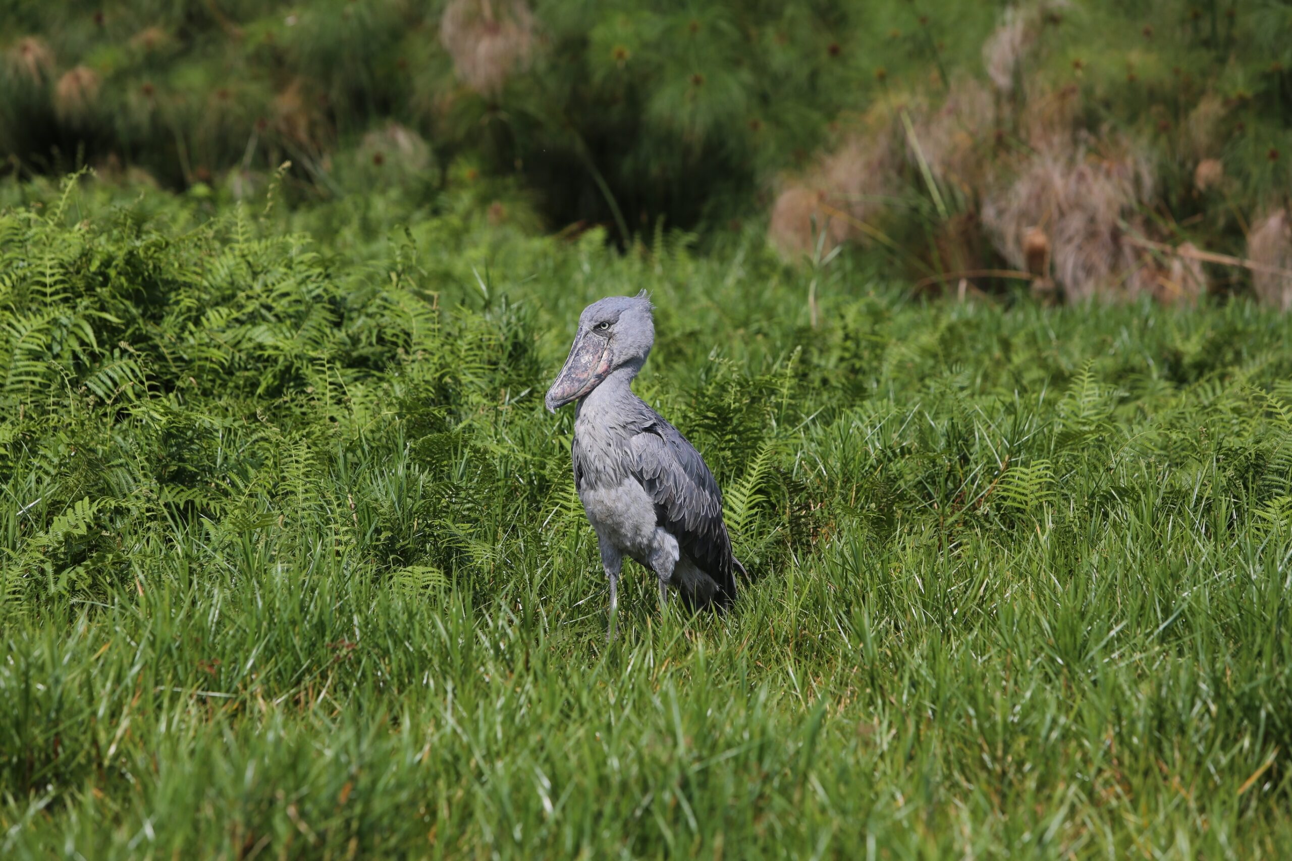 Poaching Wetlands and the Fight for the Shoebill's Future