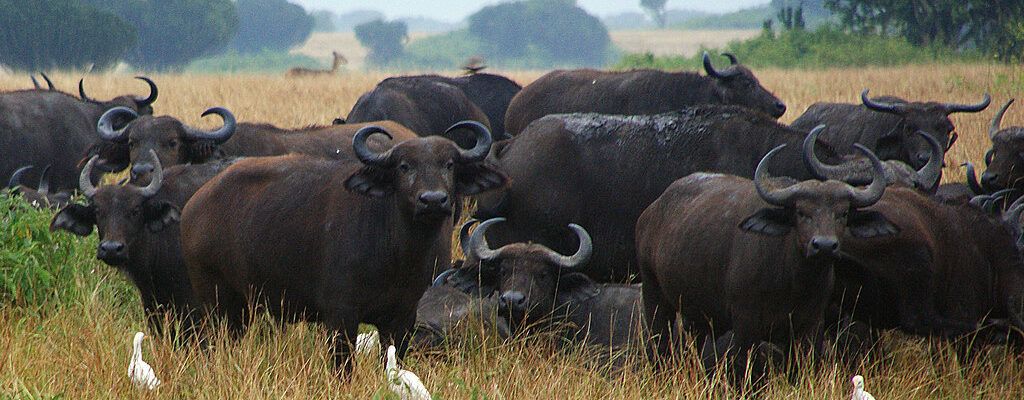 kenya masai land