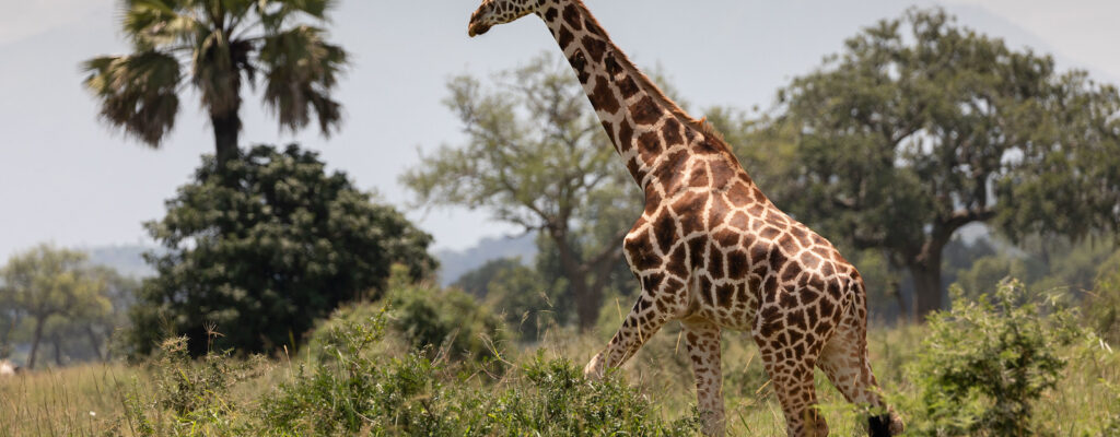 kidepo valley national park2