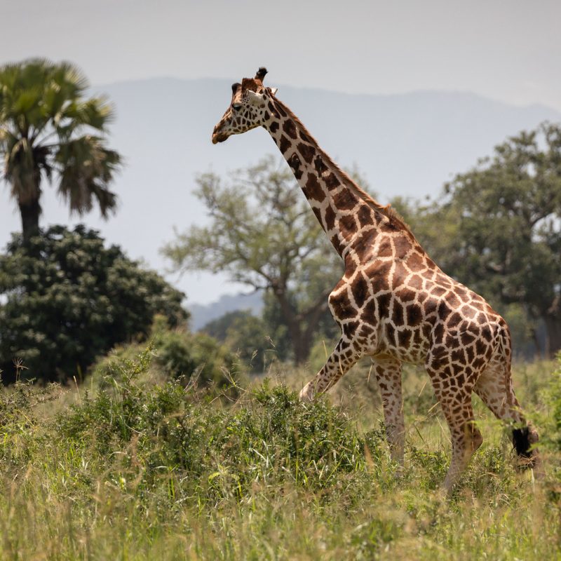 kidepo valley national park2