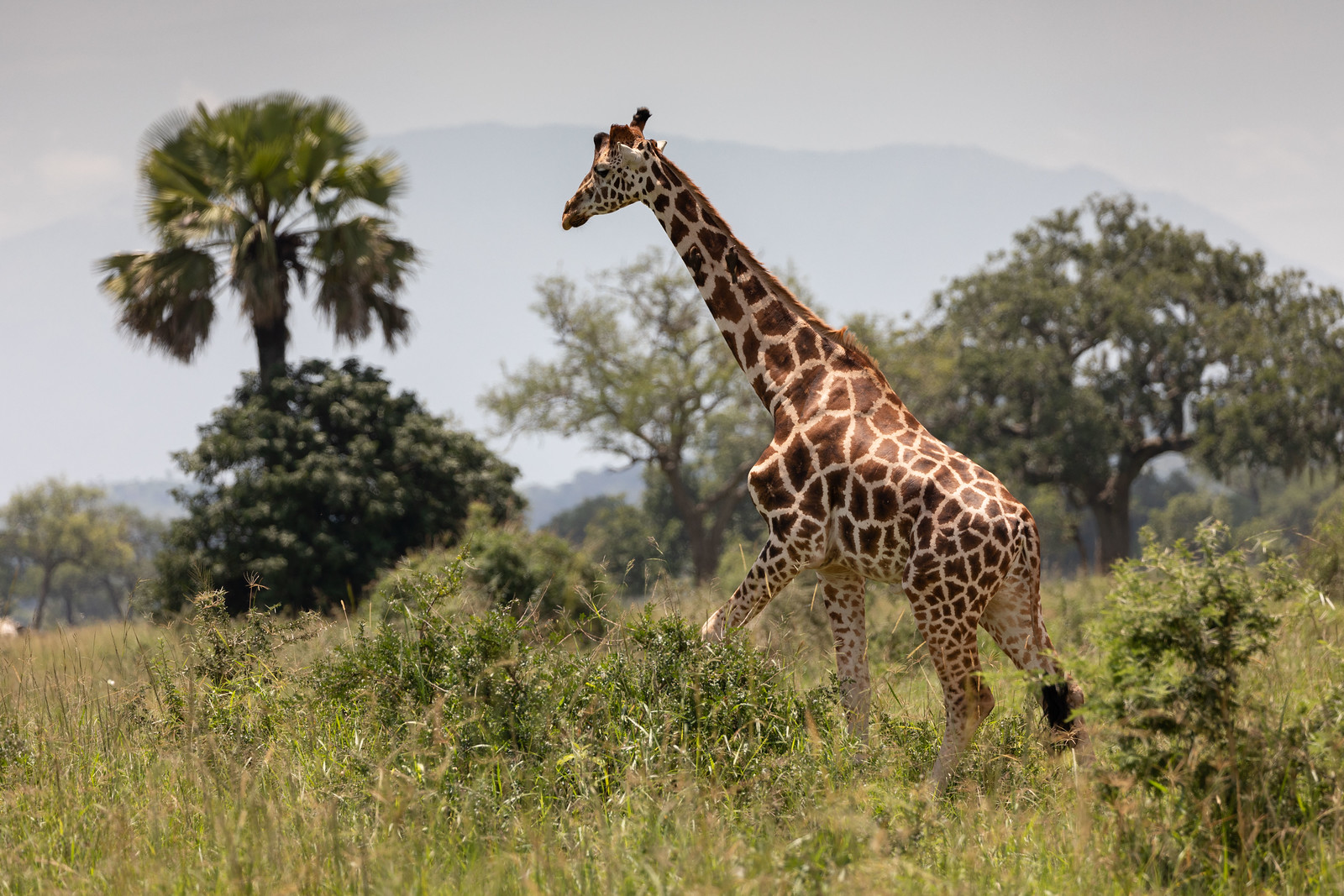 Kidepo valley national park2