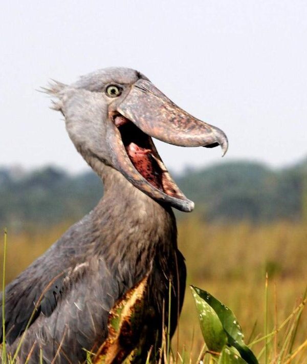 Lake Mburo's Lesser Known Shoebill Corners Map