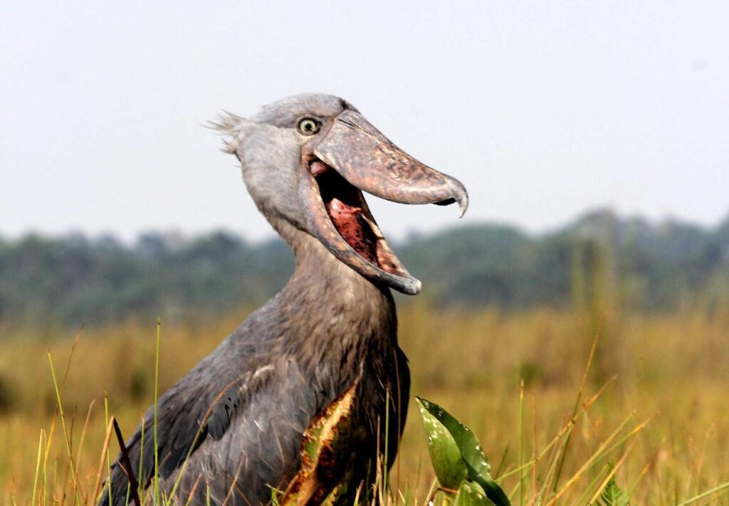 Lake Mburo's Lesser Known Shoebill Corners Map