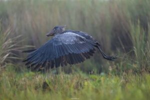 Shoebill flying low over Lake Victoria's papyrus wetland at sunrise