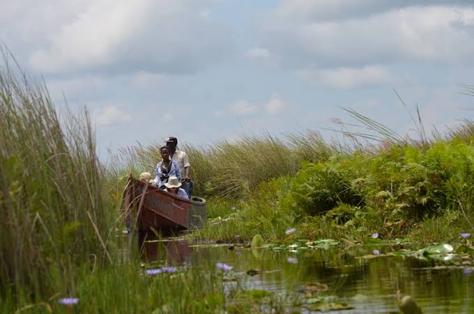 Shoebill standing quietly among papyrus reeds in Uganda's protected Mabamba Swamp wetland.