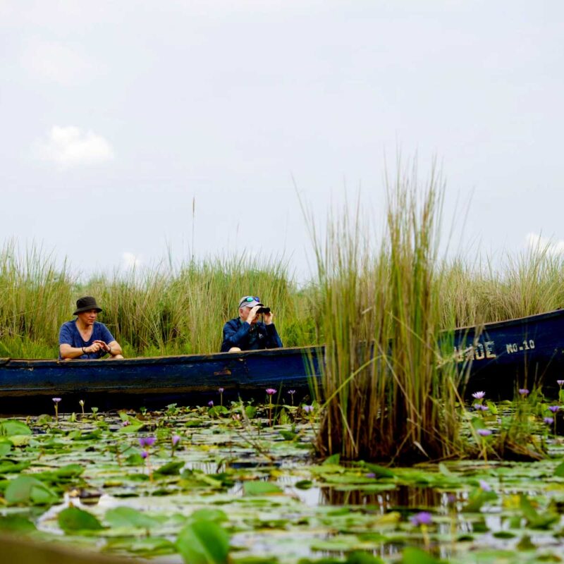 mabamba-swamp-bay mabamba-swamp-bay
