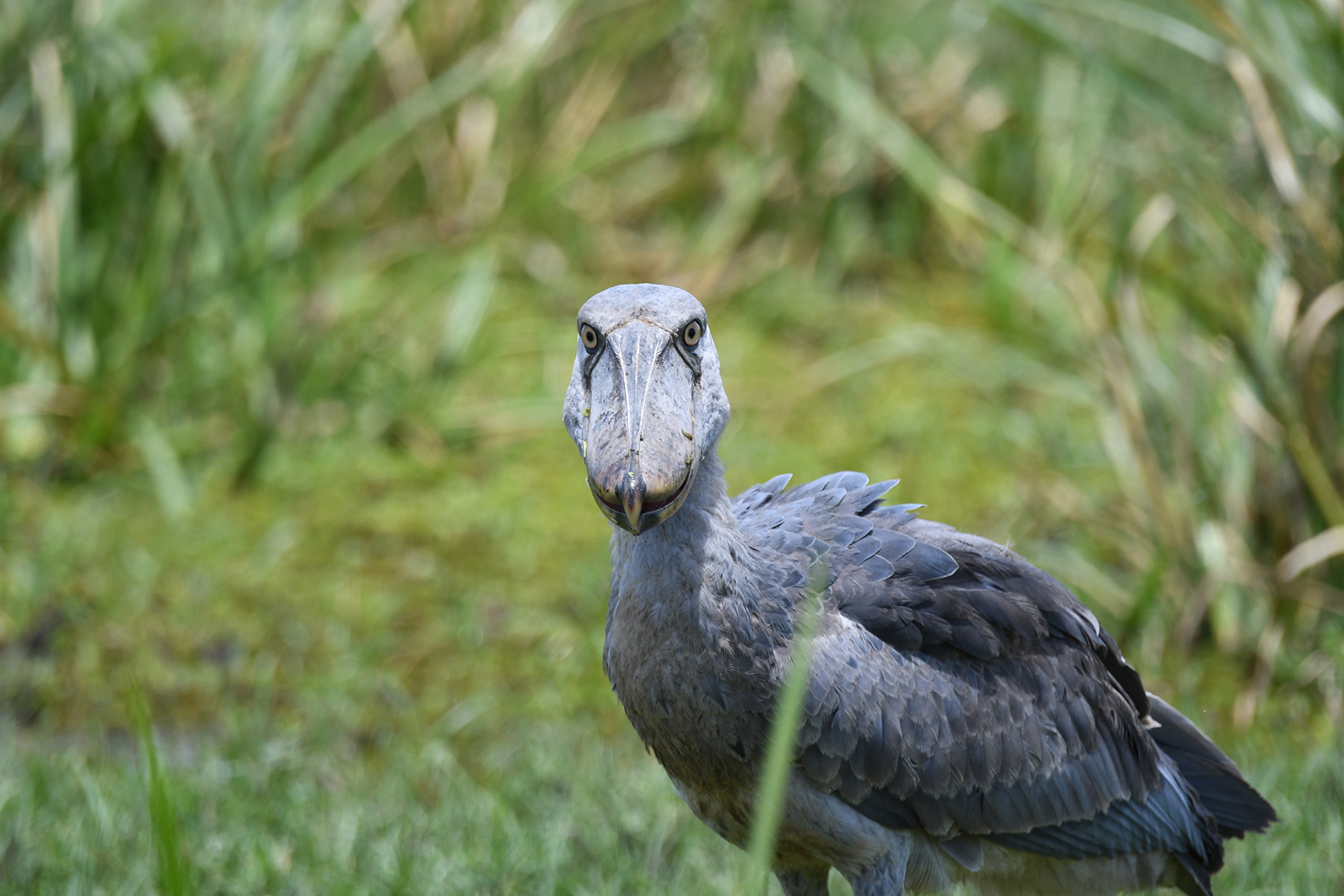 Shoebill standing beside pelican illustrating their surprising evolutionary relationship in wetland habitat together.