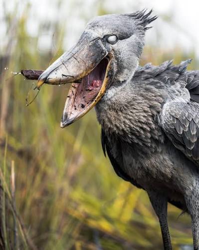 Shoebill standing quietly among papyrus reeds in Uganda's peaceful wetland at sunrise.