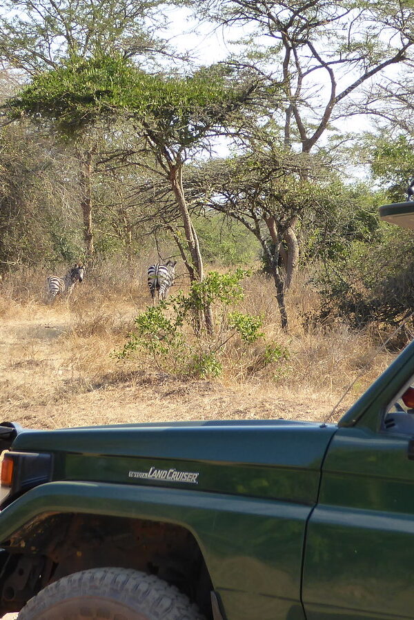 Safaris land cruiser 600x899