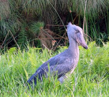 Saving the Shoebill: Uganda's Quiet Conservation Battle