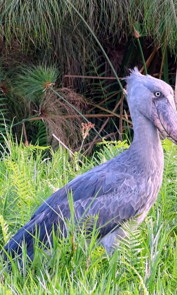 Saving the Shoebill: Uganda's Quiet Conservation Battle