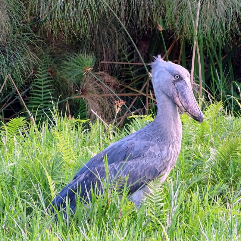 saving-the-shoebill Saving the Shoebill: Uganda's Quiet Conservation Battle