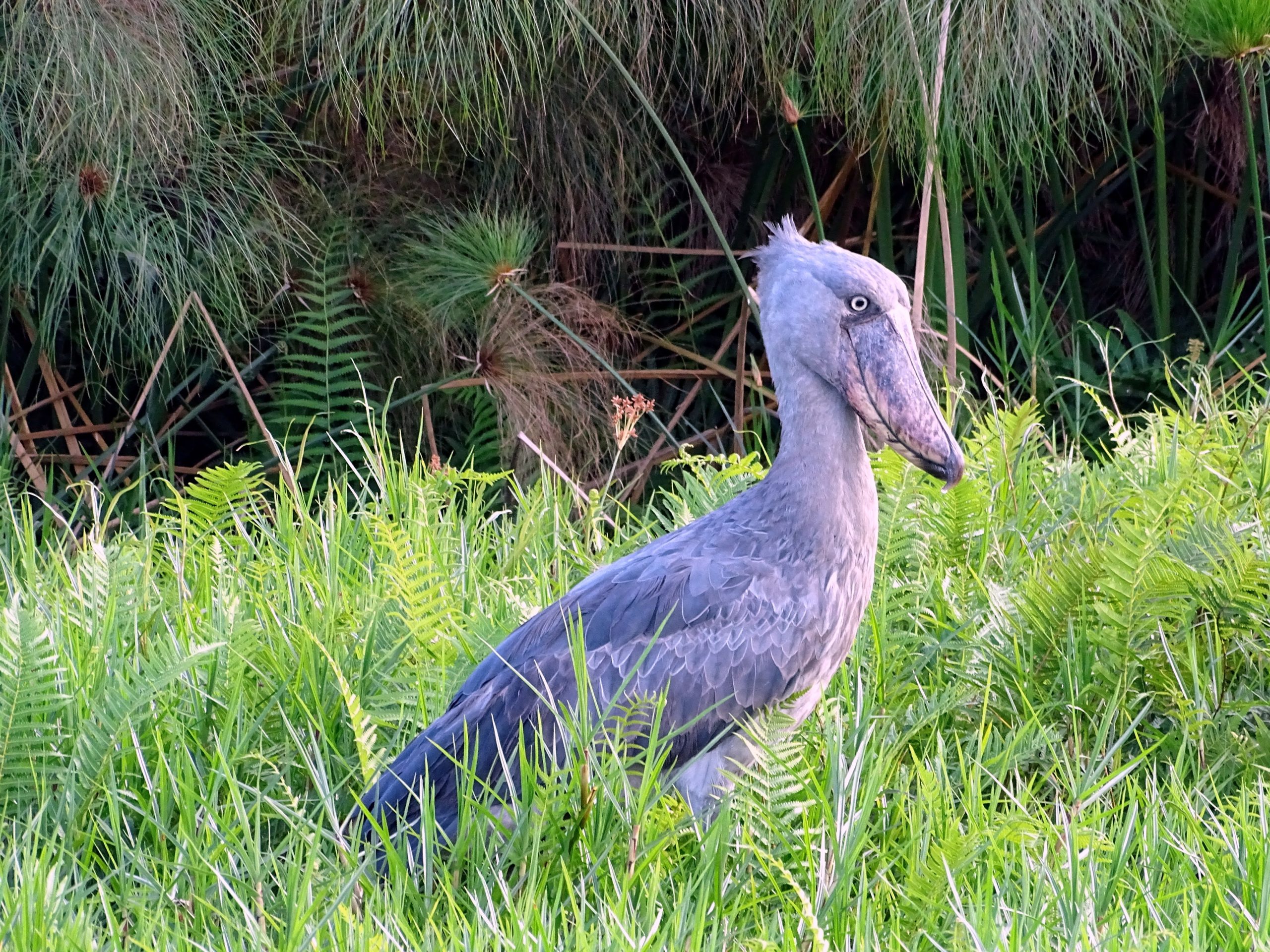 Saving the Shoebill: Uganda's Quiet Conservation Battle