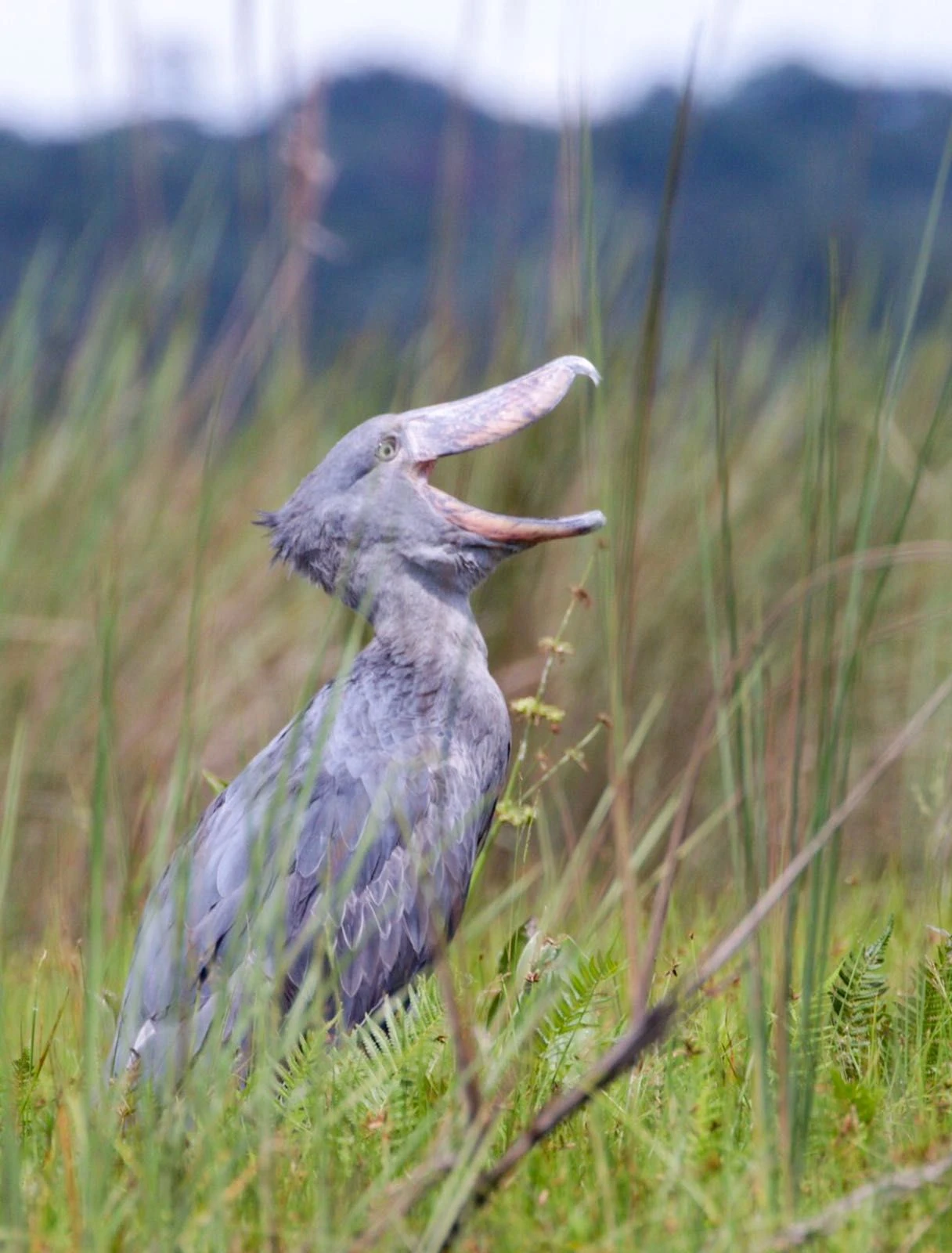 Shoebill standing calmly among Uganda's lush wetlands surrounded by tall papyrus reeds at sunrise.