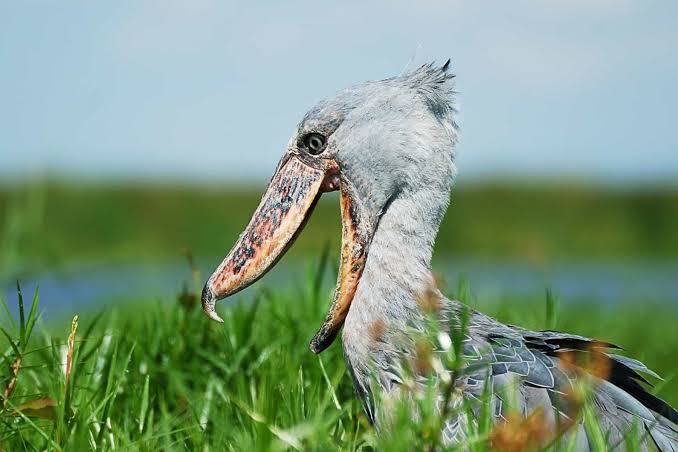 Shoebill standing quietly among papyrus reeds in Lake Mburo wetland during sunrise birdwatching.