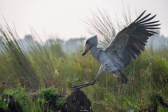 Shoebill standing motionless among papyrus reeds inside Uganda's peaceful freshwater wetland habitat today
