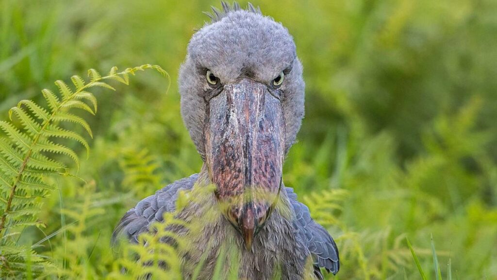 Shoebill stork standing alone peacefully among papyrus reeds in an African wetland habitat