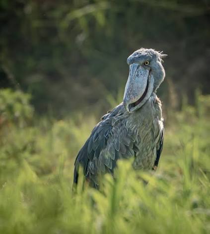 Shoebill standing gracefully among lush papyrus wetlands in Uganda during early morning birdwatching expedition.
