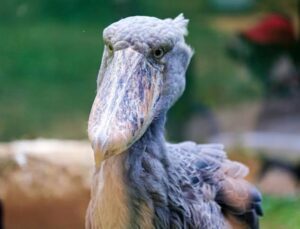 Shoebill standing motionless in lush wetland displaying massive bill and piercing eyes.