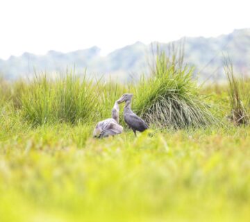 Chasing Shoebills Through the Papyrus of Lake Victoria