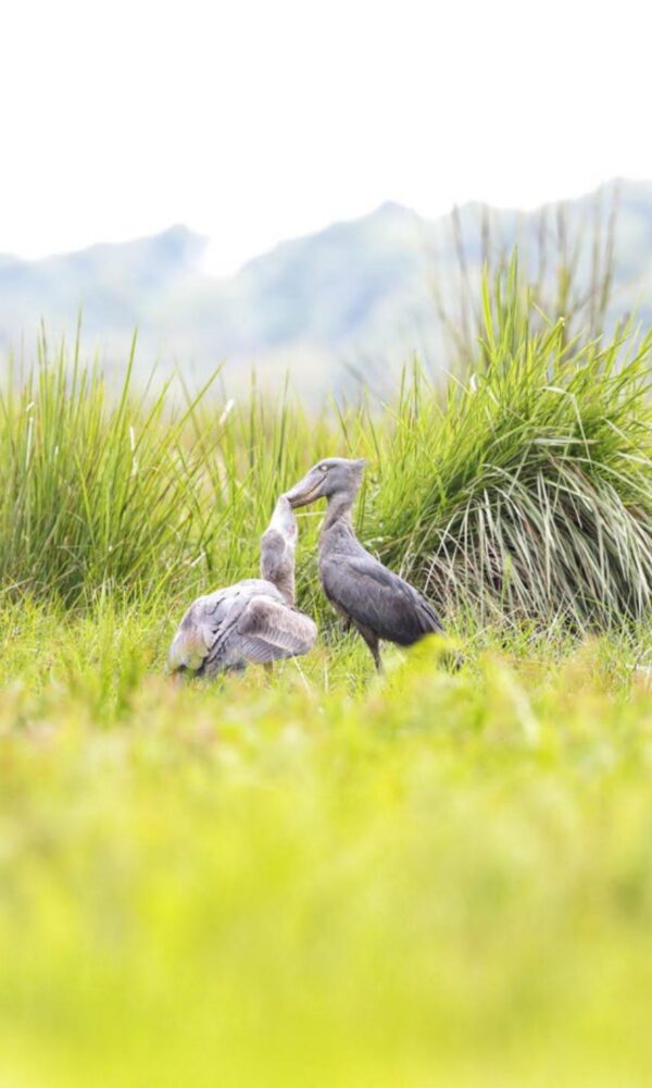 Chasing Shoebills Through the Papyrus of Lake Victoria