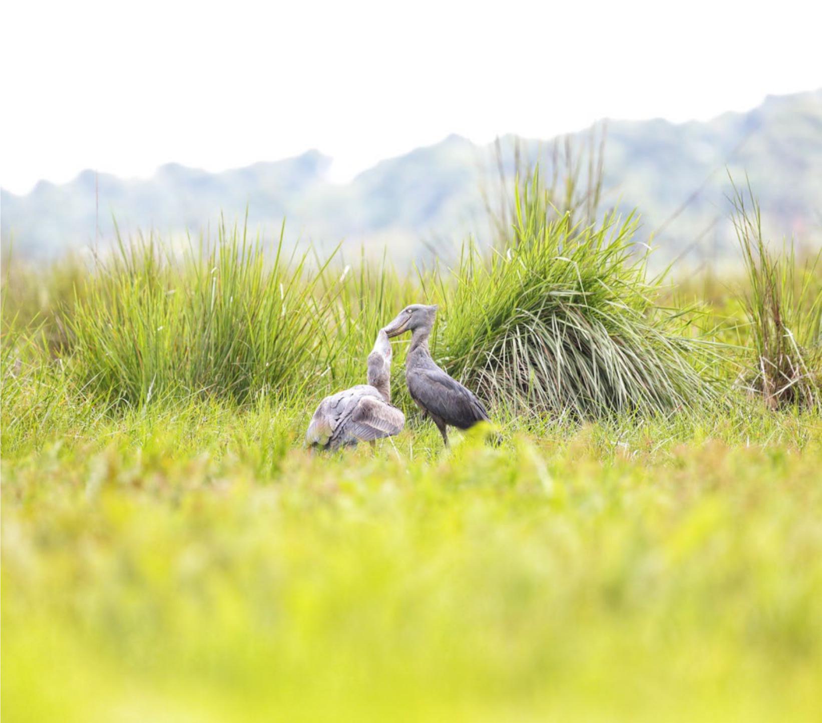 Chasing Shoebills Through the Papyrus of Lake Victoria