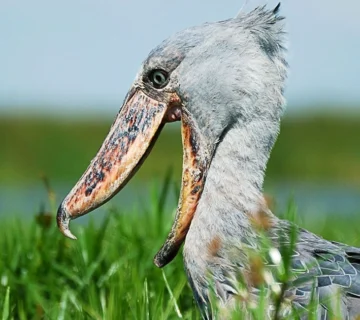 Murchison Falls' Best Kept Secret: The Delta Shoebills