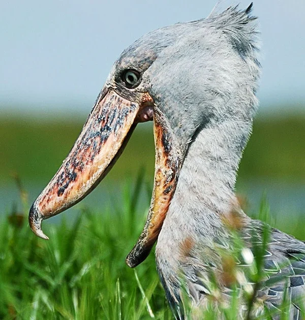 Murchison Falls' Best Kept Secret: The Delta Shoebills