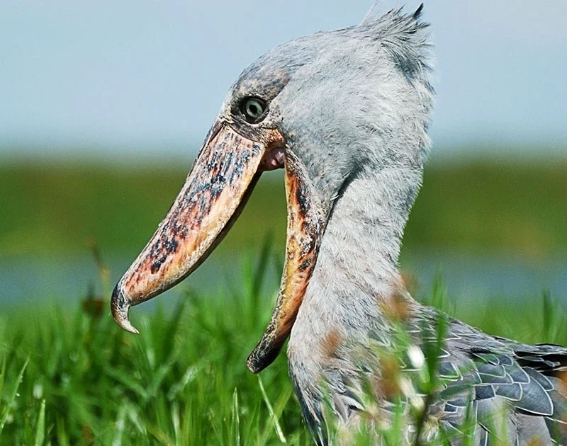 shoebill-at-murchison-falls-NP Murchison Falls' Best-Kept Secret: The Delta Shoebills