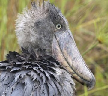 Semuliki Wetlands: An Underrated Shoebill Sighting Spot