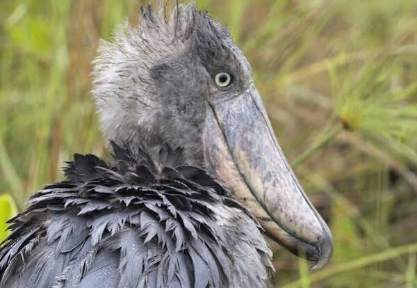 Semuliki Wetlands: An Underrated Shoebill Sighting Spot