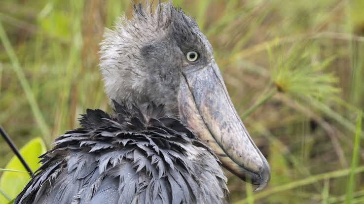 Semuliki Wetlands: An Underrated Shoebill Sighting Spot
