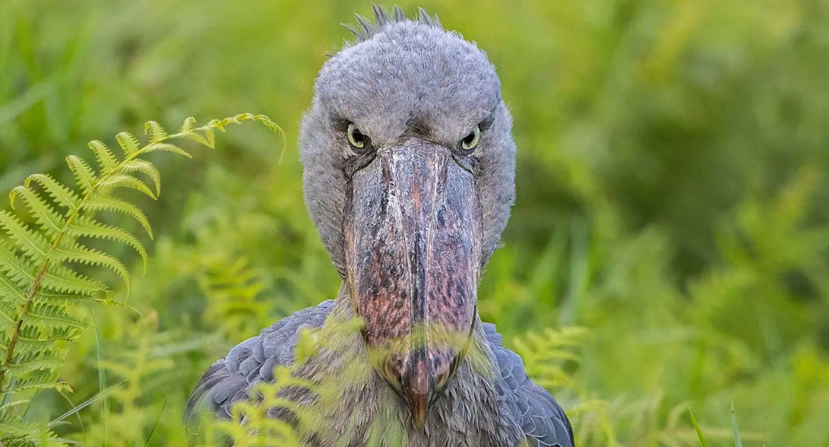Silent Swamps and Statue Still Storks