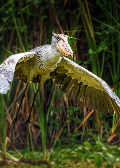 The Shoebill's Bizarre Anatomy Explained