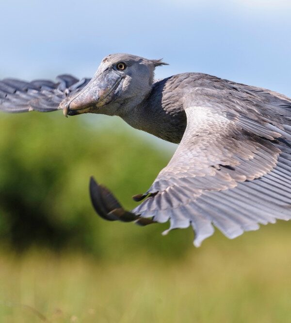 Community Led Conservation: Shoebill Guardians