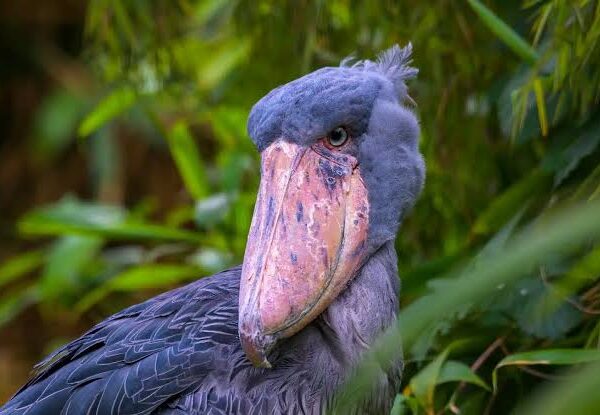 Shoebill Courtship: Uganda's Strangest Love Story
