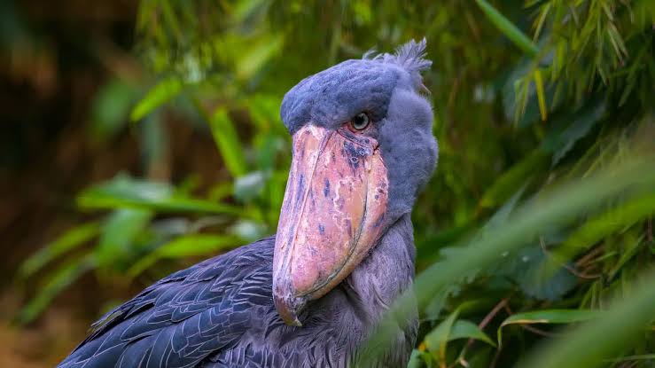 Shoebill Courtship: Uganda's Strangest Love Story