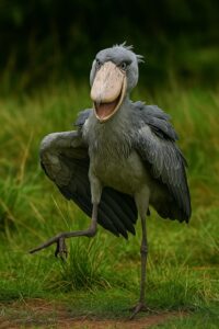 Shoebill stork performing its clattering display dance in the Murchison Falls delta wetlands.