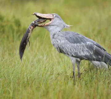 The Shoebill Bird That Looks Like It Is Judging You