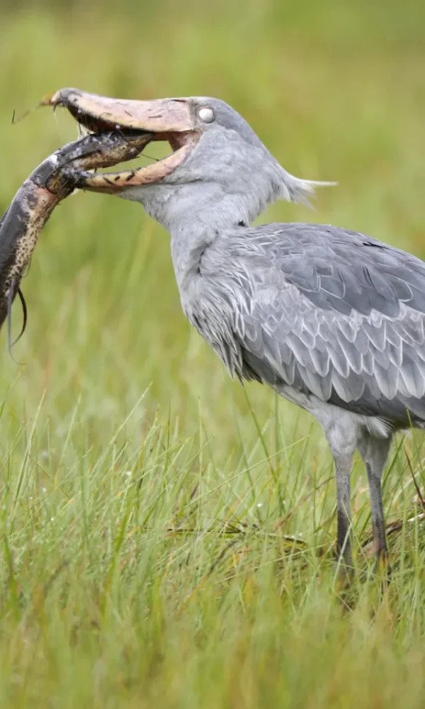 The Shoebill Bird That Looks Like It Is Judging You